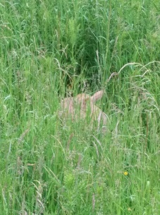 Newborn deer in the grass outside the bunkhouse